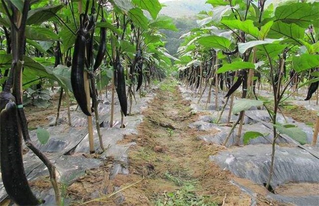 茄子对环境条件的需要求