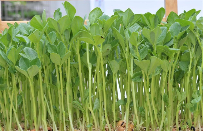 芽苗菜怎么种植