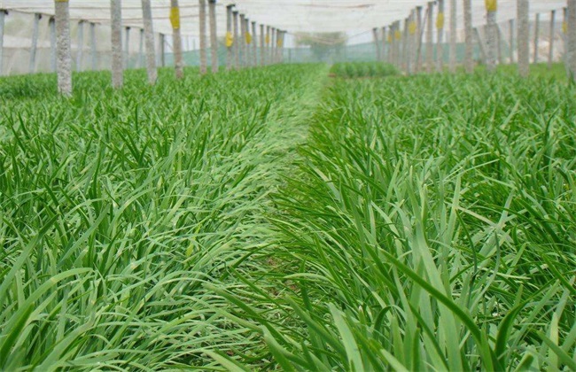 韭菜的管理技术方法技巧
