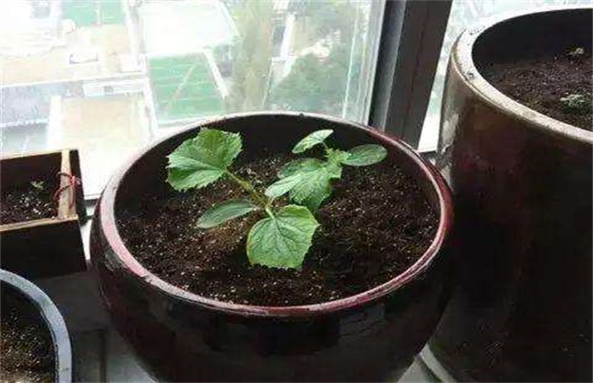 黄瓜怎么浸种催芽