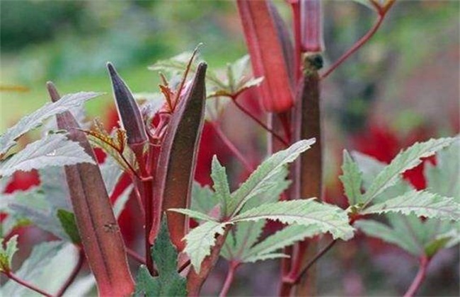 种植红秋葵该怎么管理