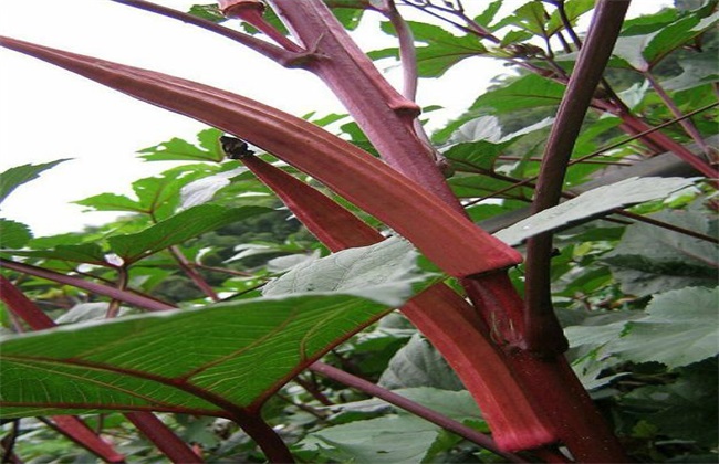 红秋葵的栽培技术