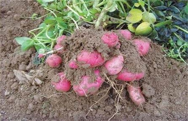 红皮土豆的种植技术