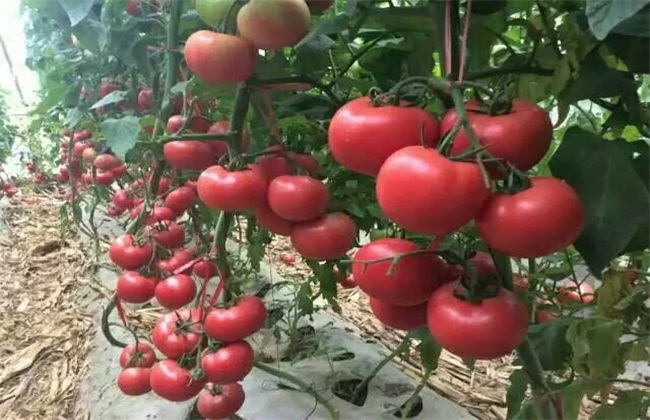 大棚西红柿冬季管理办法