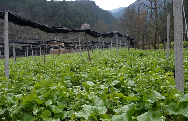 山葵的种植技术