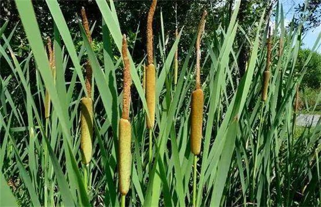 象牙菜的栽培技术