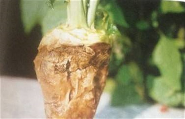 芥菜的病虫害防治办法
