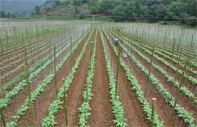 四季豆高产技术方法技巧