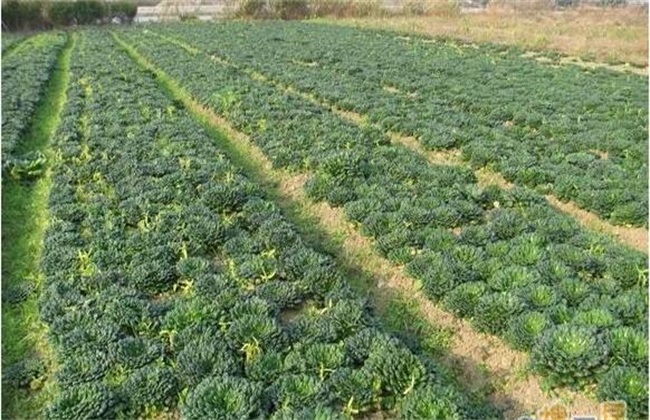 塌菜的栽培技术