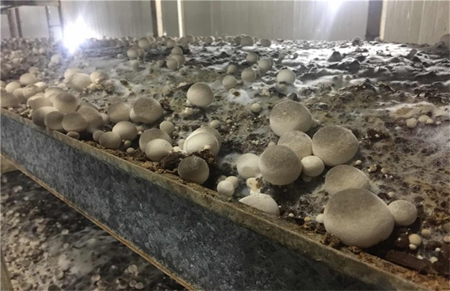 草菇的繁殖办法
