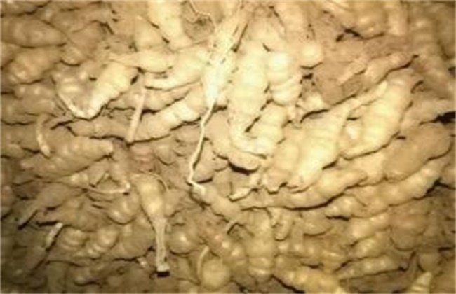 螺丝菜的种植办法
