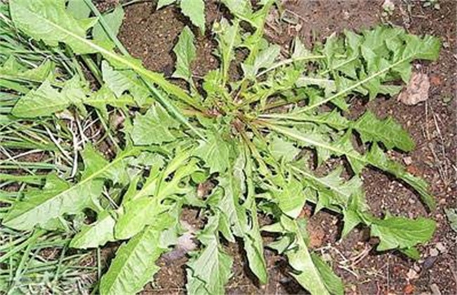 荠菜病虫害的防治办法
