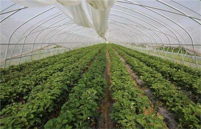 反季节蔬菜栽培的方式