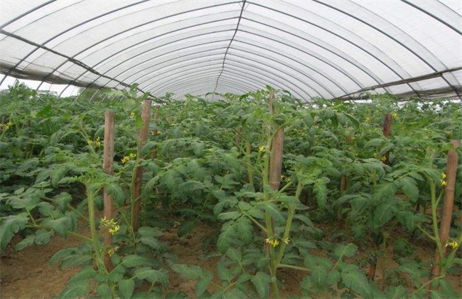 反季节蔬菜栽培的方式