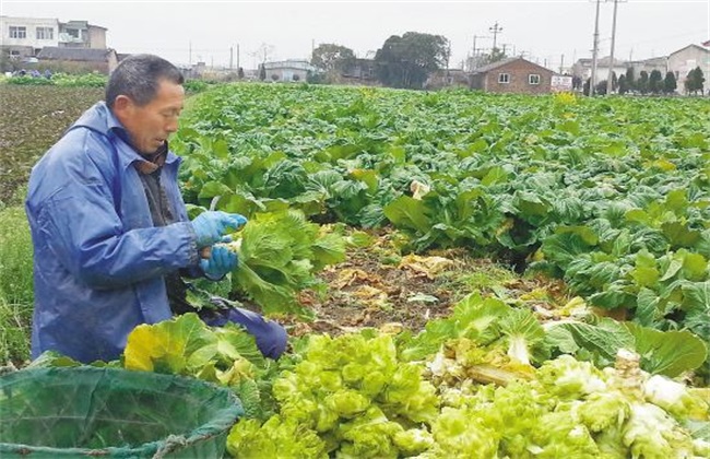 娃娃菜的管理方法技巧