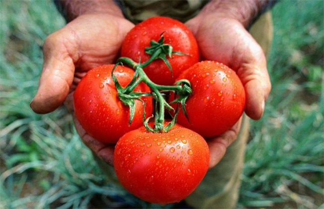西红柿生长环境需要求
