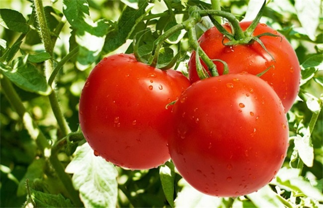 西红柿生长环境需要求