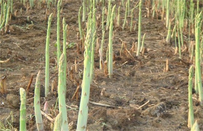 芦笋种植的环境需要求