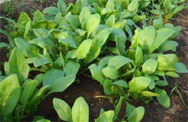 种植菠菜的生长环境