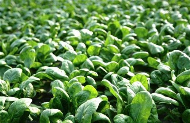 种植菠菜的生长环境