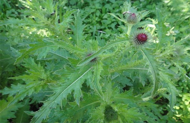 刺儿菜怎么种