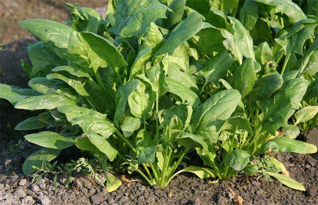 菠菜的施肥办法
