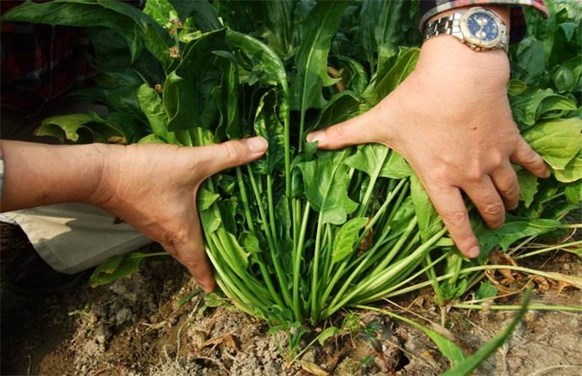 菠菜的施肥办法