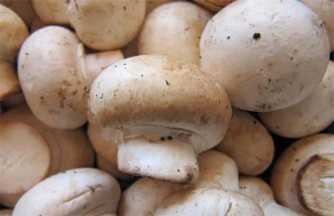 蘑菇施肥的注意些什么