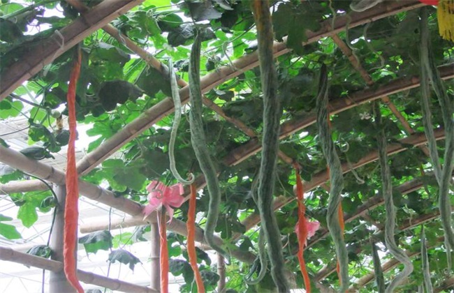 蛇瓜栽培的管理方法技巧