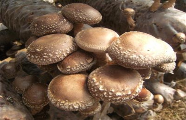 秋季香菇的管理办法