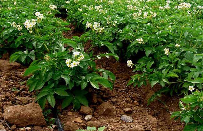 土豆高产施肥办法