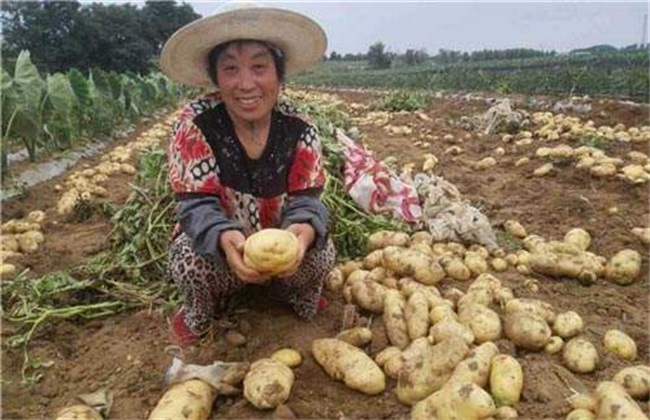 土豆高产施肥办法