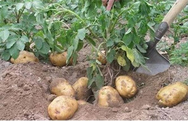 马铃薯种植的注意些什么