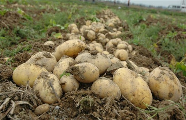马铃薯种植的注意些什么