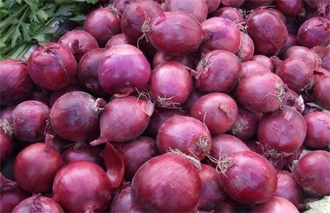 种植洋葱的具体流程