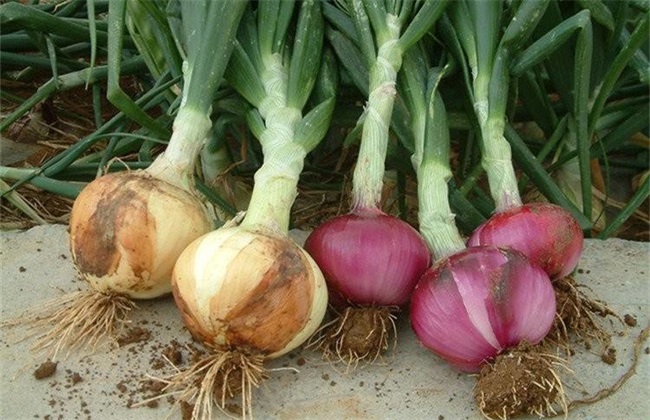 种植洋葱的具体流程