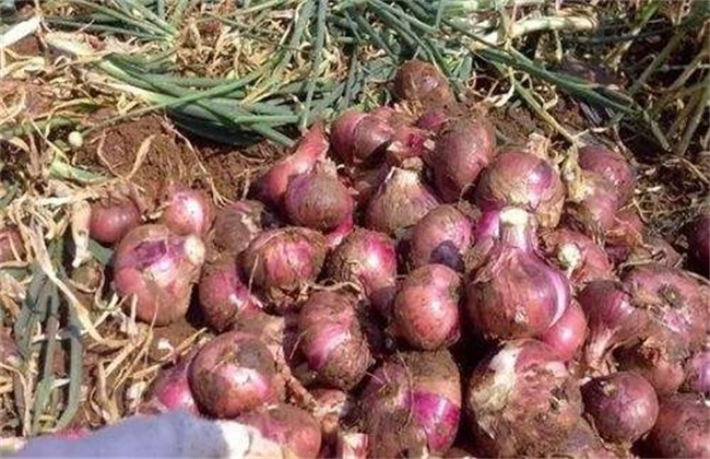 种植洋葱的具体流程