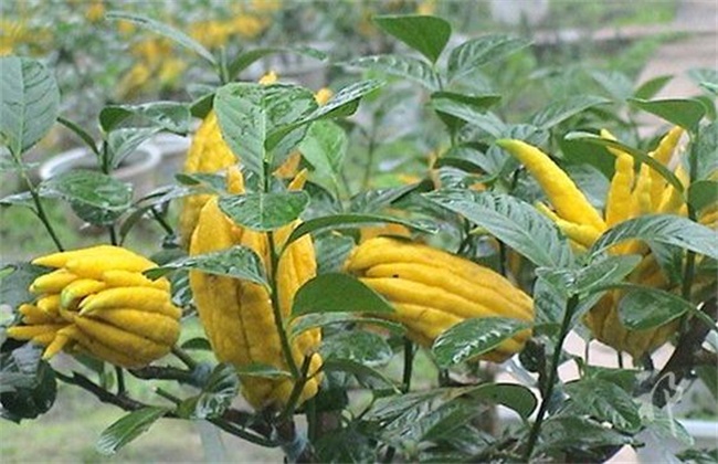 佛手种植要要注意什么