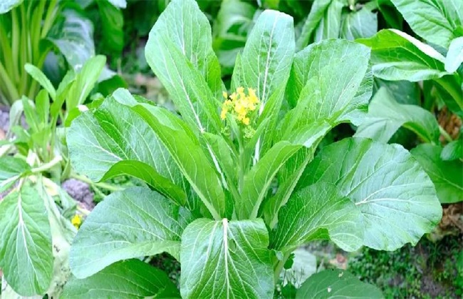 菜心的种植办法