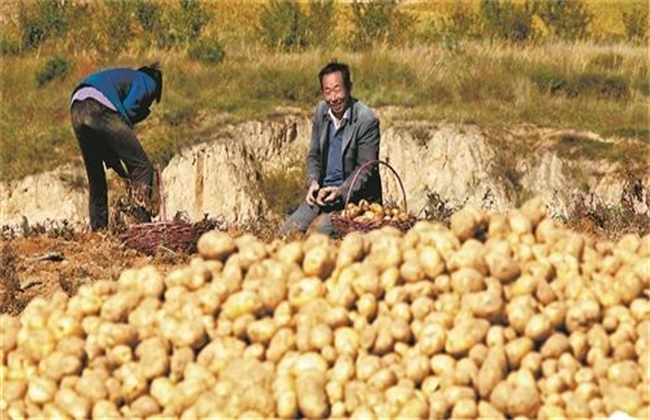 土豆膨大期时该怎么管理