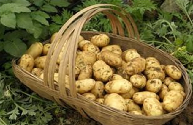 土豆膨大期时该怎么管理