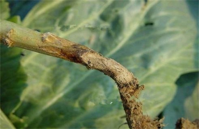 甘蓝种植病虫害的防治办法