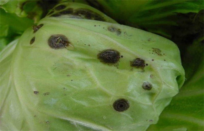 甘蓝种植病虫害的防治办法