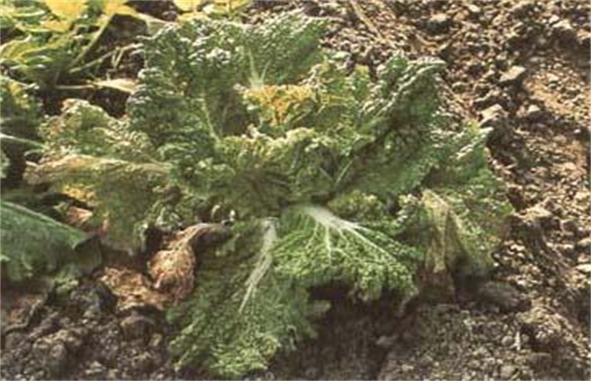 甘蓝种植病虫害的防治办法