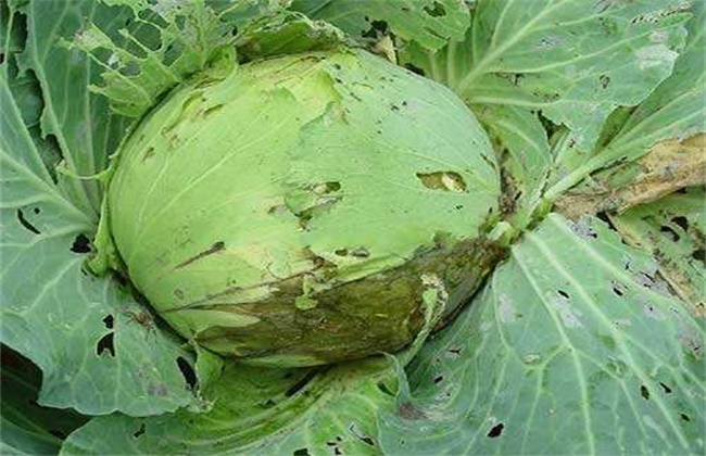 甘蓝种植病虫害的防治办法
