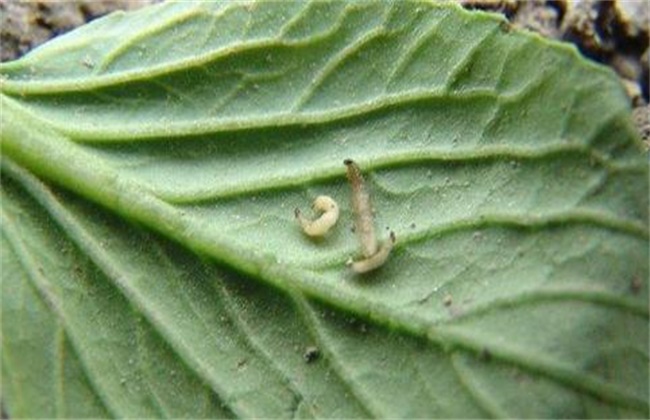 甘蓝种植病虫害的防治办法