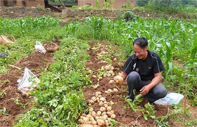 土豆叶片发黄是什么问题
