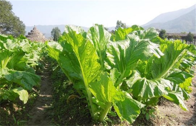 芥菜种植的注意些什么