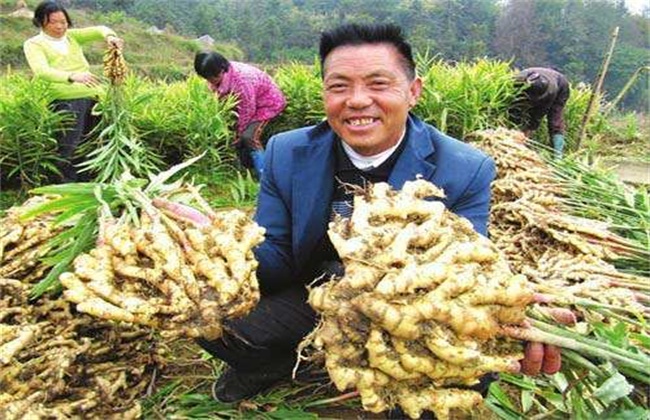 生姜种植怎么提高产量