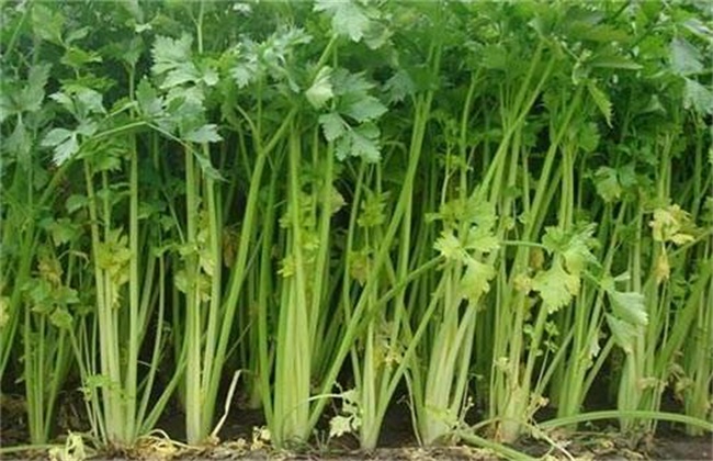 芹菜空心的原因及预防办法